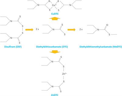 Disulfiram in glioma: Literature review of drug repurposing